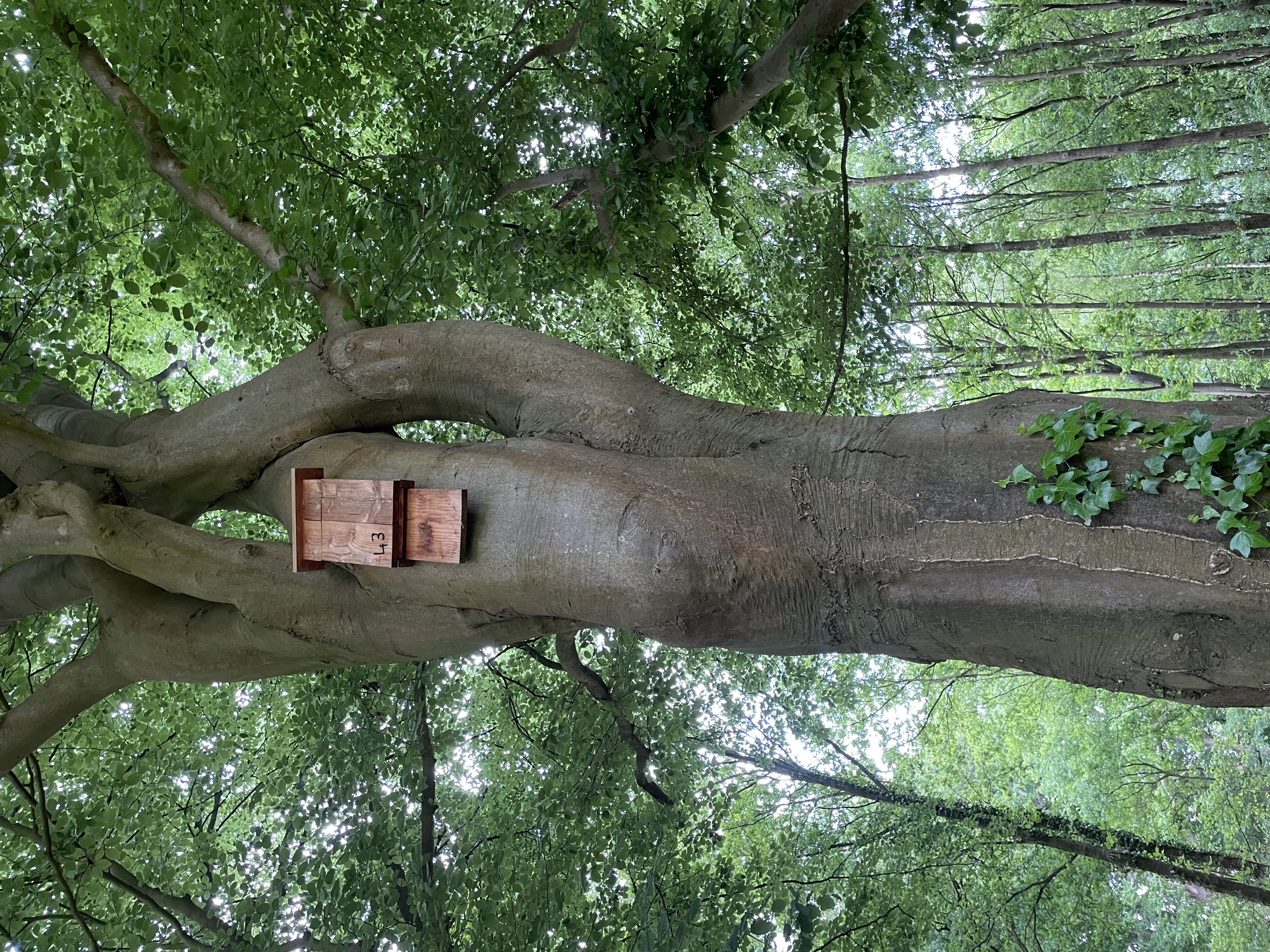 box_picture