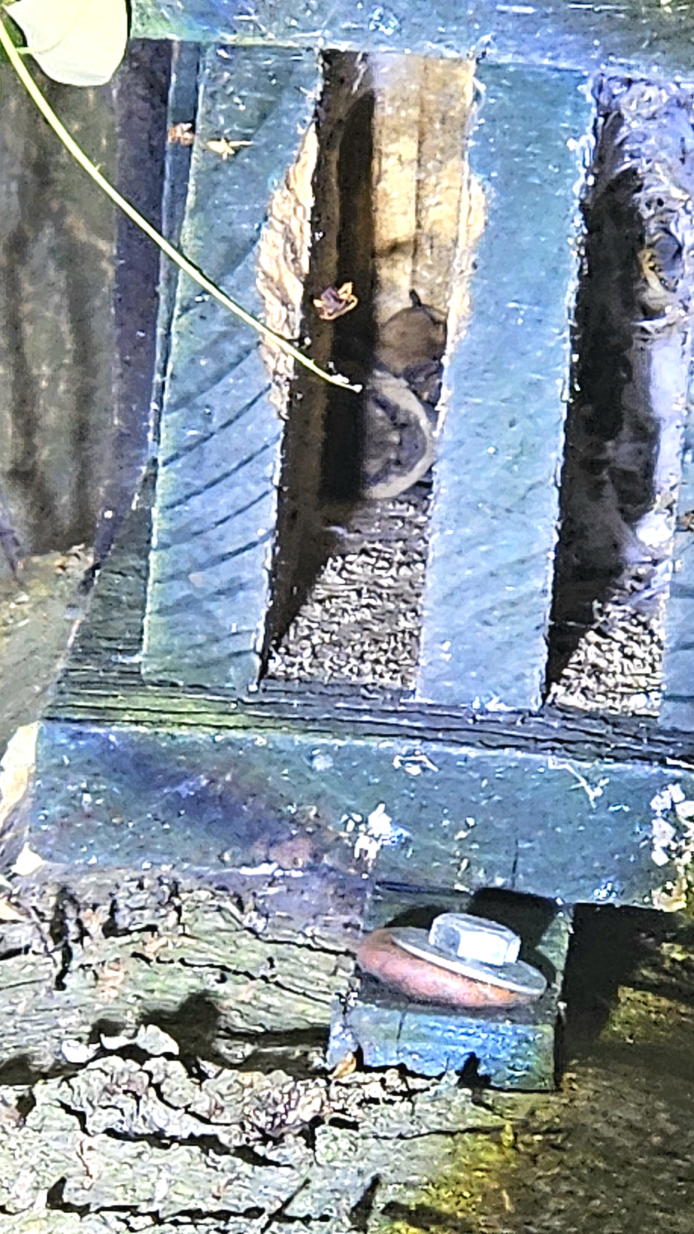 observation_picture