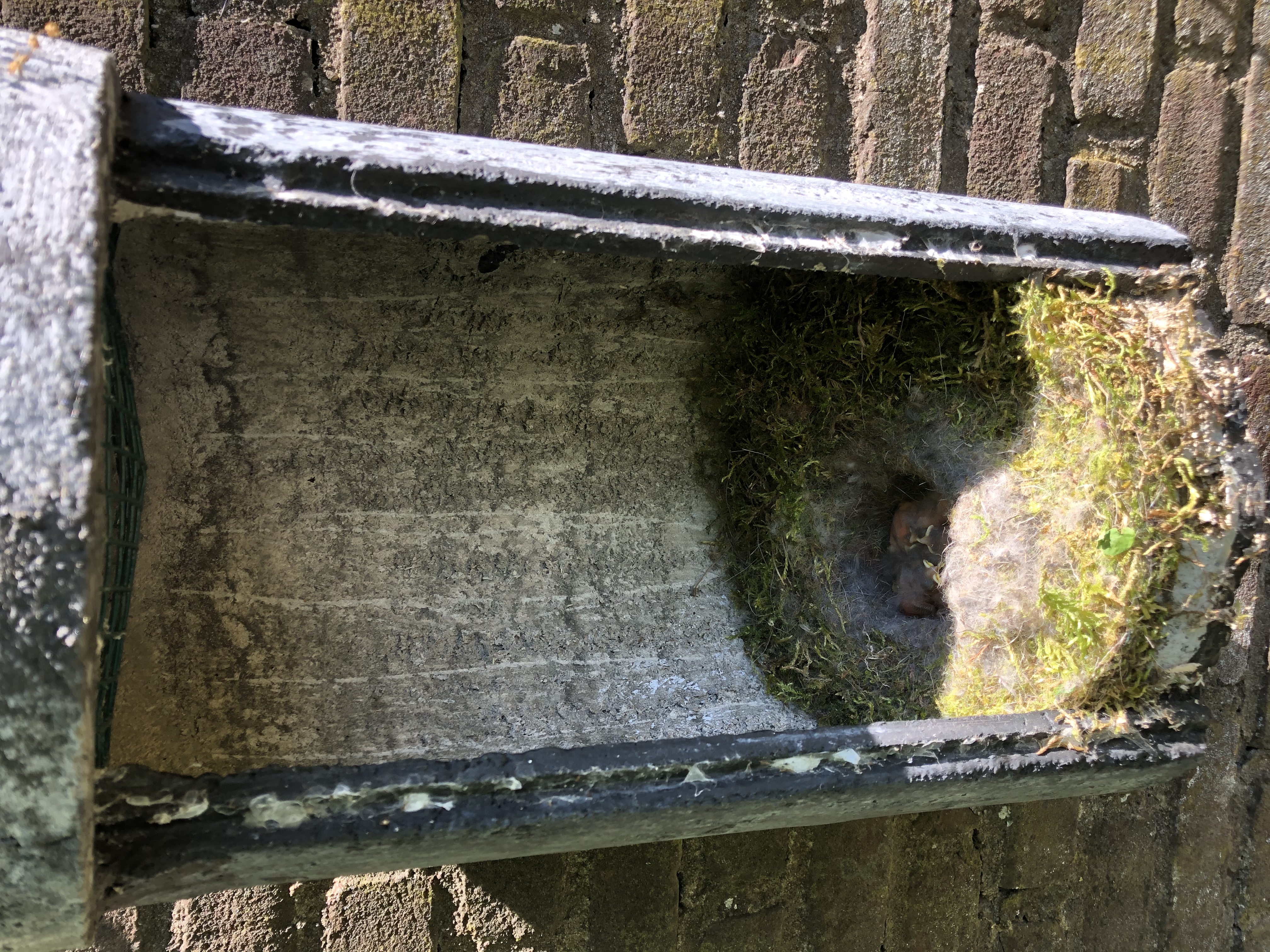 observation_picture